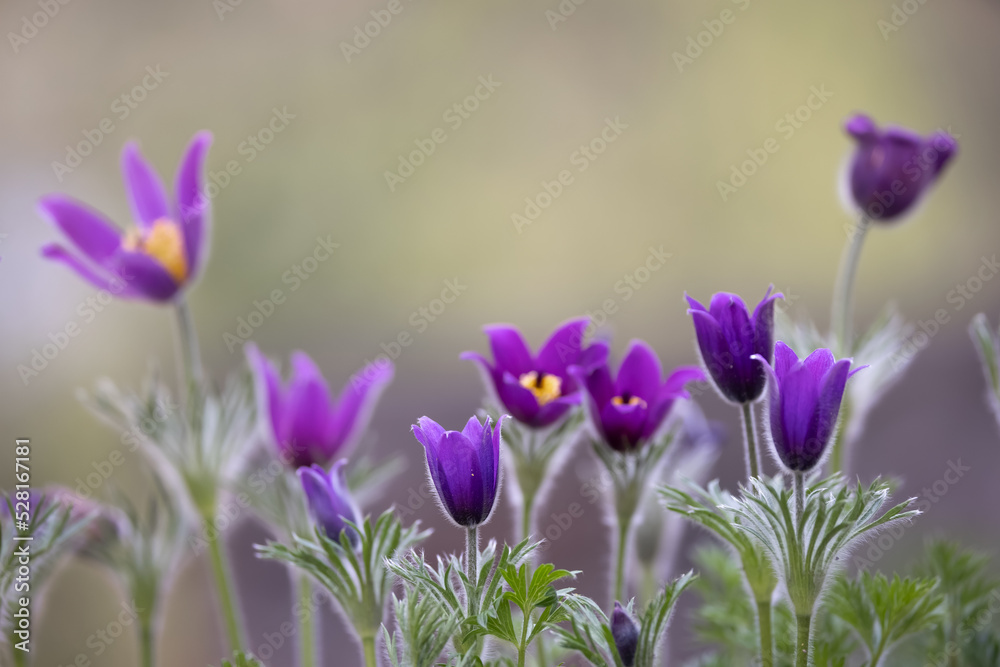 Close up view of purple Pasque flowers