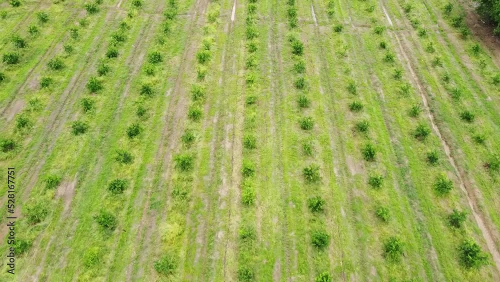 Plantación de limoneros, Sobrevolando un huerto rural de cítricos con hileras rectas de árboles. Plantación de limoneros, Sobrevolando un huerto rural de cítricos con hileras rectas de árboles.