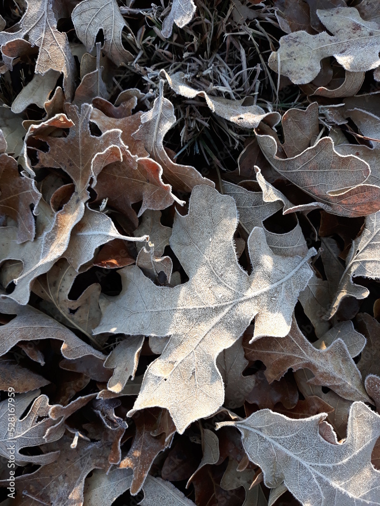 frost on oak leaves