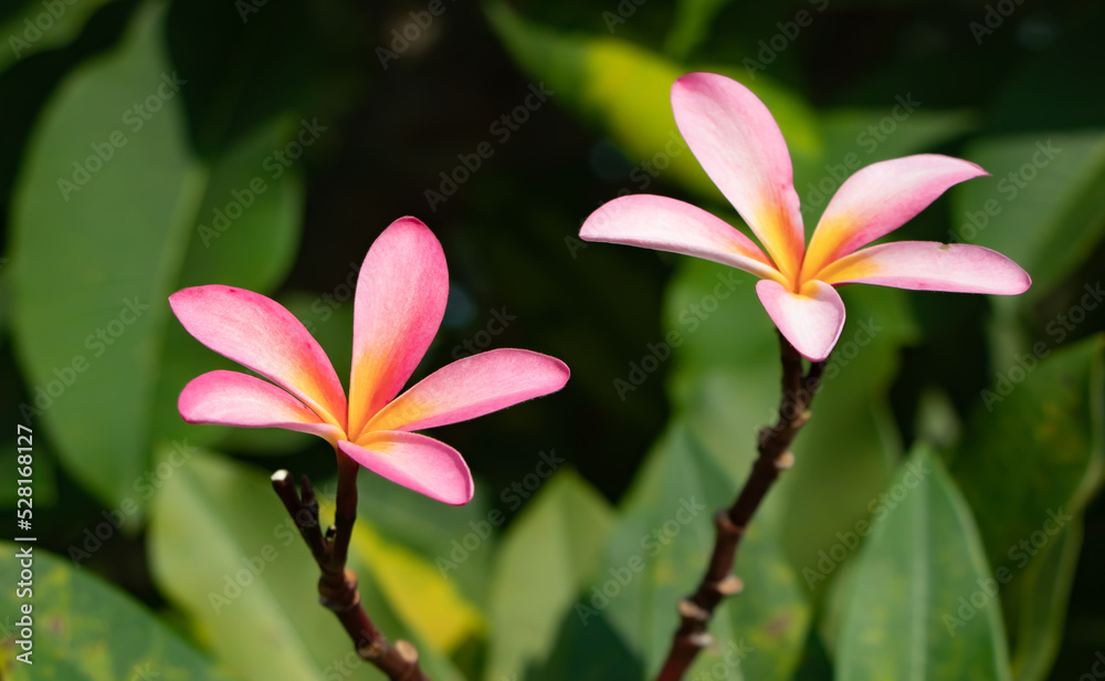Fototapeta premium Close-up of two pink plumeria flowers blooming on tropical branches with soft green foliage background, showcasing delicate petals, vibrant colors, and natural botanical beauty in a serene garden 