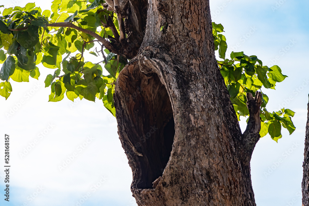Obraz premium Hollow tree trunk with natural cavity and bright green leaves in sunlight against blue sky, symbolizing nature, forest ecology, and wildlife habitat. Perfect for concepts of environmental conservation