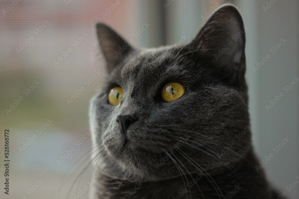 muzzle of a cat of the Russian blue breed close-up at home