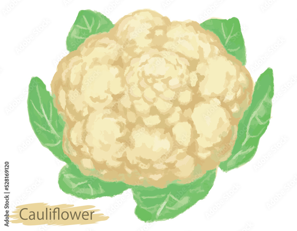 水彩風の野菜、カリフラワー。ベクターイラスト素材