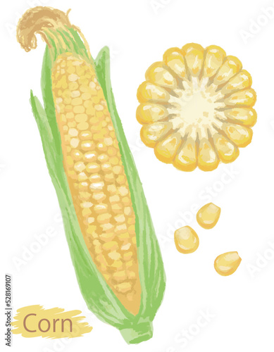 水彩風の野菜、とうもろこし。ベクターイラスト素材