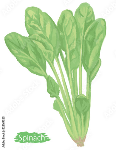 水彩風の野菜、ほうれん草。ベクターイラスト素材