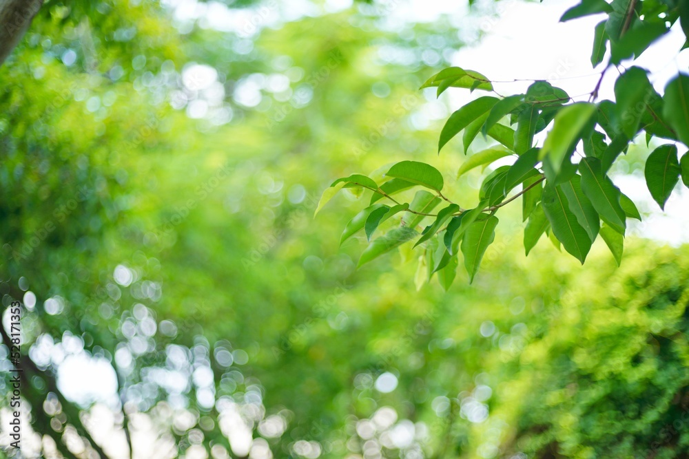 green leaf on background blur in garden