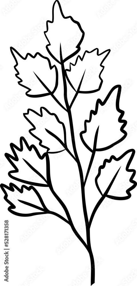 Fototapeta premium botanical wildflower line art