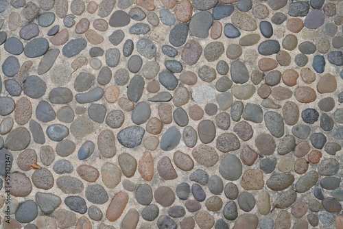cactus growing in garden background
