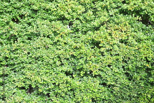 Green leaves wall background 