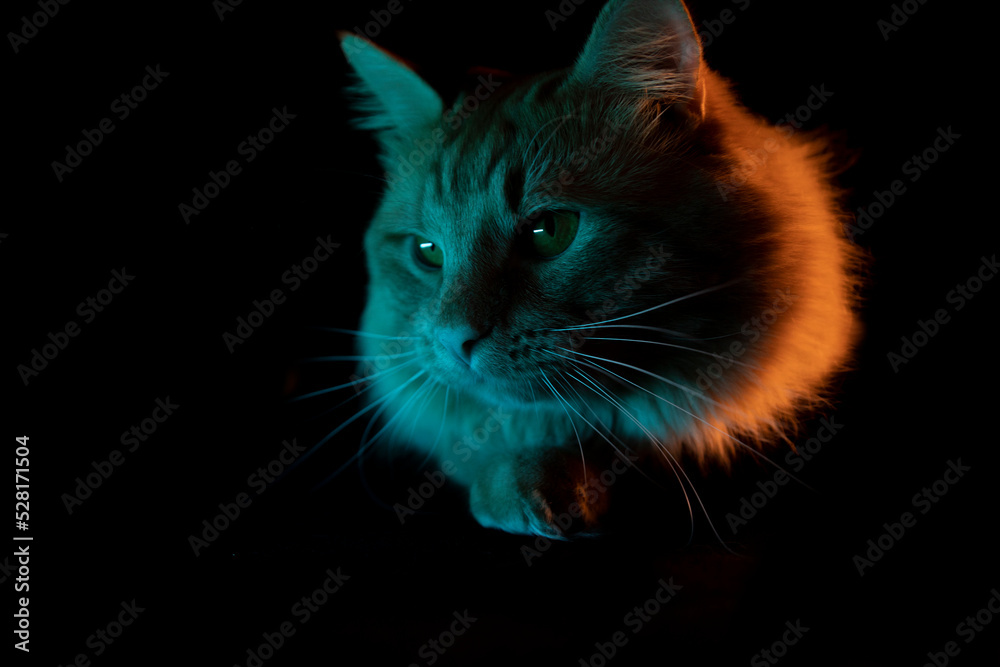 cat on a black background cat on a black background