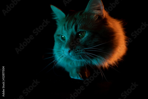 cat on a black background