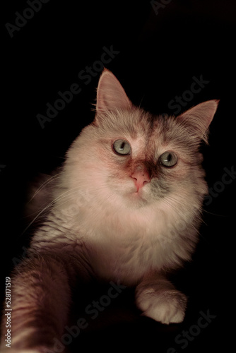 cat on a black background