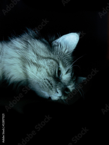 cat on a black background
