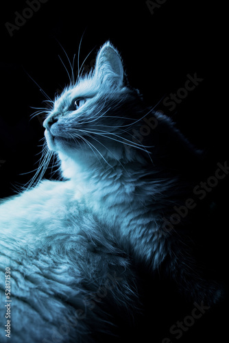 cat on a black background