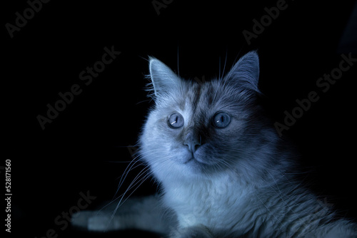 cat on a black background
