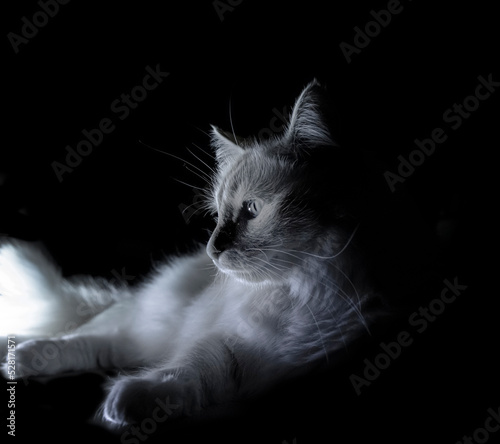 cat on a black background