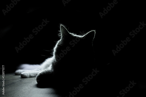 cat on a black background