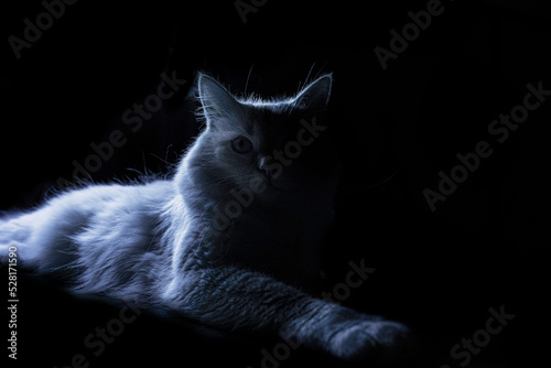 cat on a black background