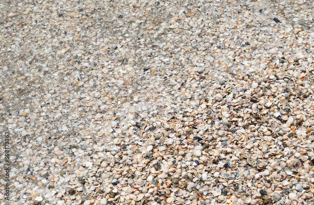 thousands of shell of various sea species thousands of shell of various sea species