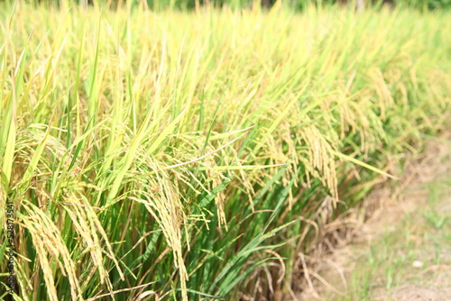 The beautiful landscape of rice fields in Thailand. 