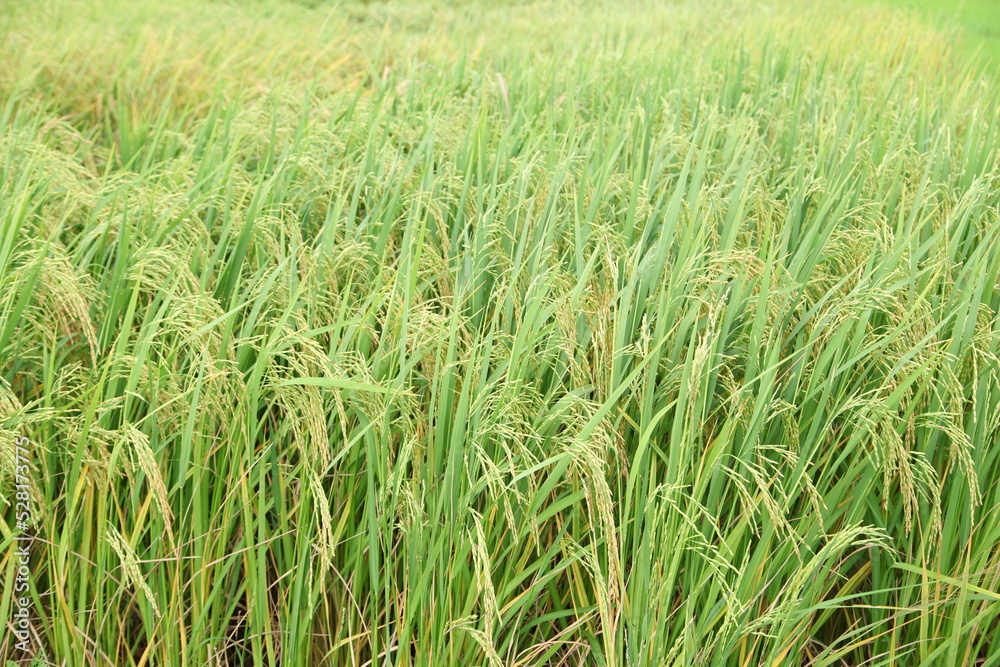 Obraz premium The beautiful landscape of rice fields in Thailand.