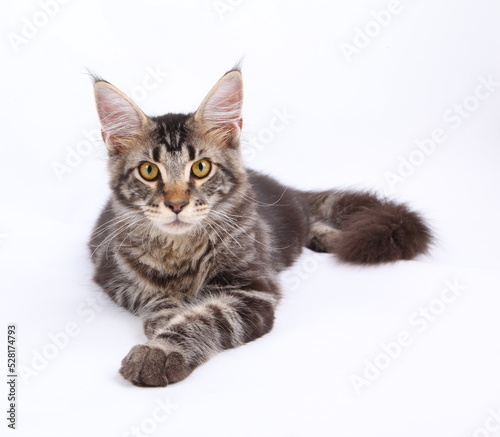 Maine Coon cat, 6 months old, laying in front of white background 