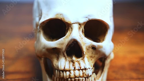 Human anatomy. A human skull on the table, teeth close-up. Anatomically correct medical model of the human skull. High quality 4k footage