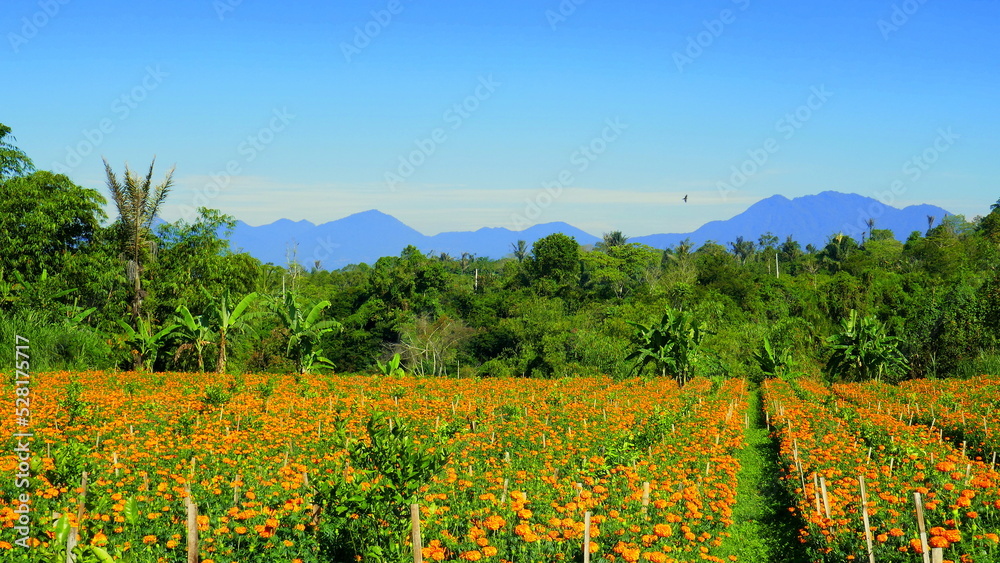 Blumenfeld mit gelben Opferblumen vor grünem Dschungel und hohen Vulkanbergen in Nord-Bali