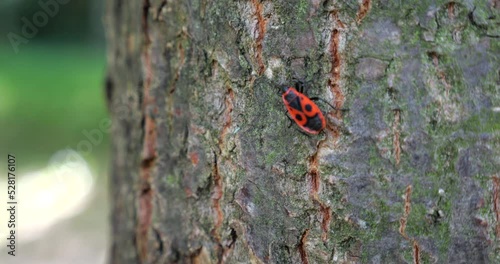 The firebug, Pyrrhocoris apterus, is a common insect of the family Pyrrhocoridae. Shooting macro. photo