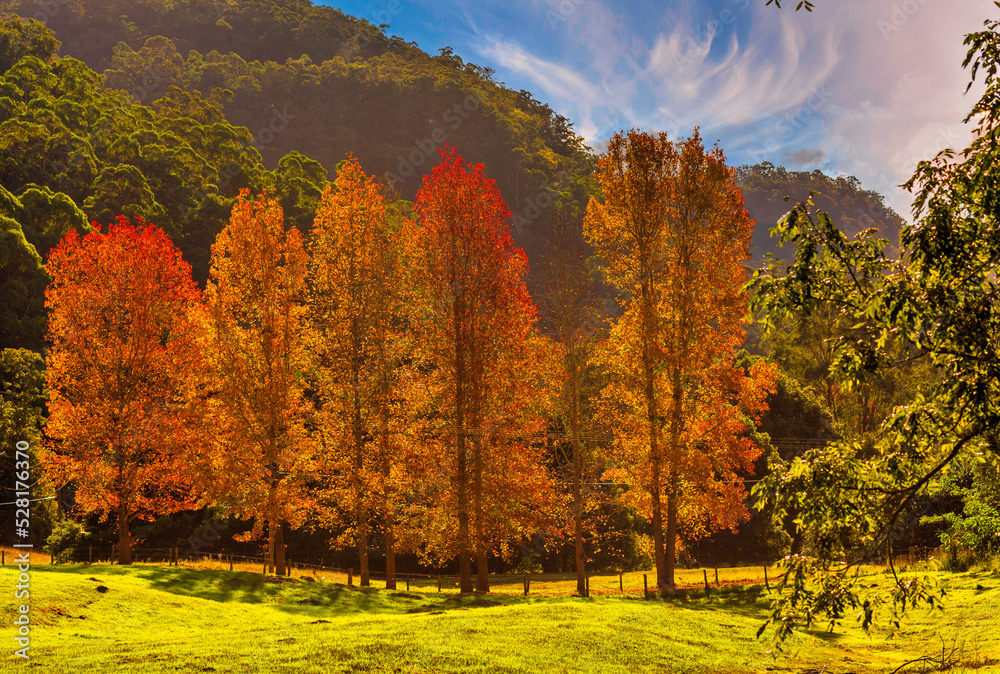Fototapeta premium autumn colours