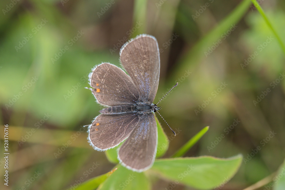Female short-tailed blue butterfly (Cupido argiades). Female short-tailed blue butterfly (Cupido argiades).