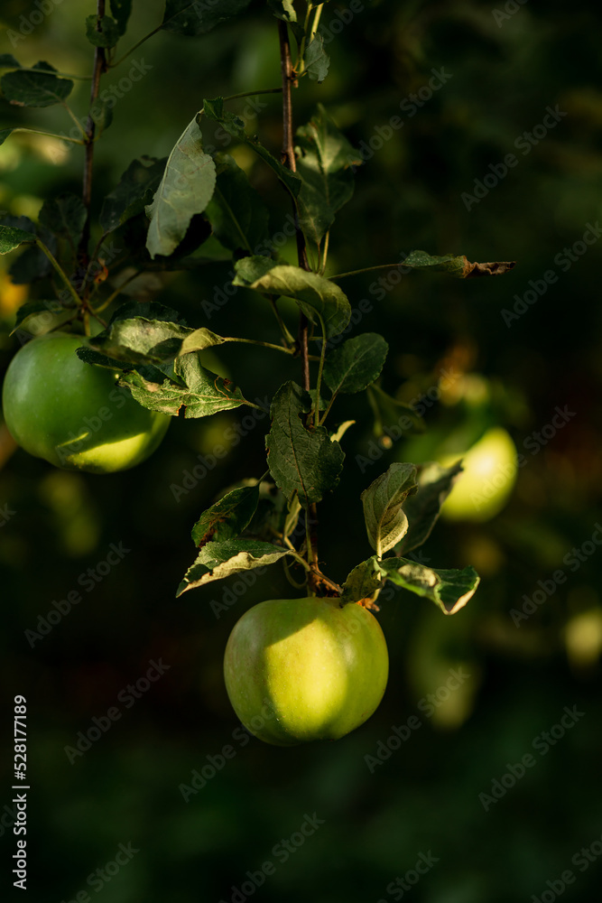 A green apple hangs on a tree with leaves. Agriculture, agronomy, industry