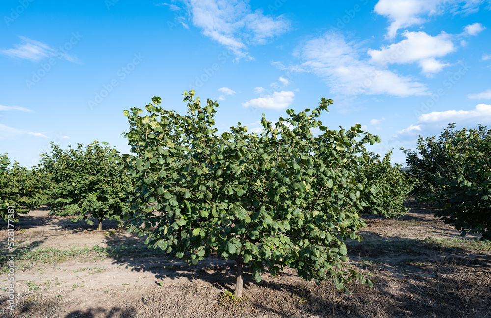 hazelnut garden on a sunny day