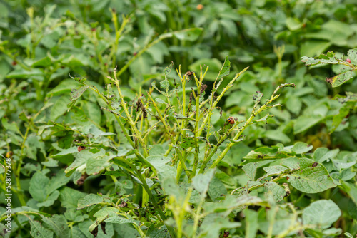 potato cultivation destroyed by larvae and beetles of Colorado potato beetle  Leptinotarsa decemlineata  also known as the Colorado beetle  the ten-striped spearman  the ten-lined potato beetle