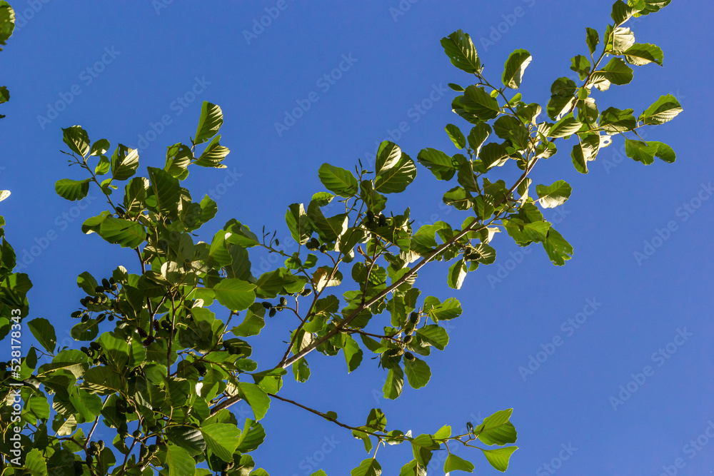 A branch of alder leaves and green cones. Branch of Alnus glutinosa, the common alder, black alder in spring