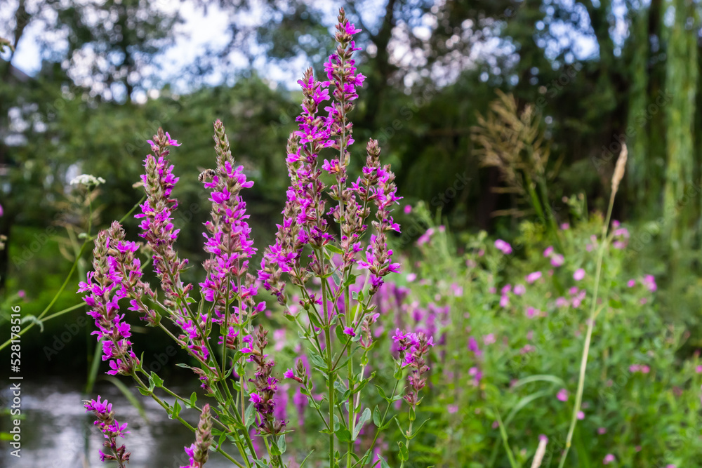 Lythrum salicaria pink flowers, purple loosestrife, spiked loosestrife, purple lythrum on green meadow Lythrum salicaria pink flowers, purple loosestrife, spiked loosestrife, purple lythrum on green meadow