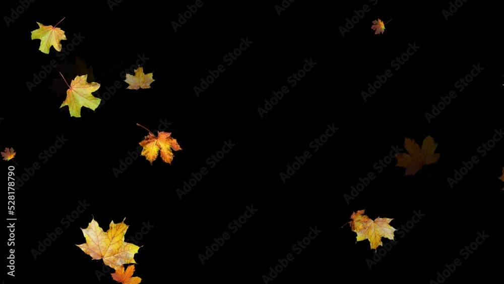 Falling real maple leaves in autumn. Natural colorful isolated fall foliage. 4k overlay. Slow motion animation. Black background. 59,94 fps Falling real maple leaves in autumn. Natural colorful isolated fall foliage. 4k overlay. Slow motion animation. Black background. 59,94 fps