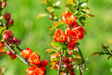 Flowers on the branches of the Japanese quince shrub in the summer garden. Blooming Chaenomeles japonica in the park close-up