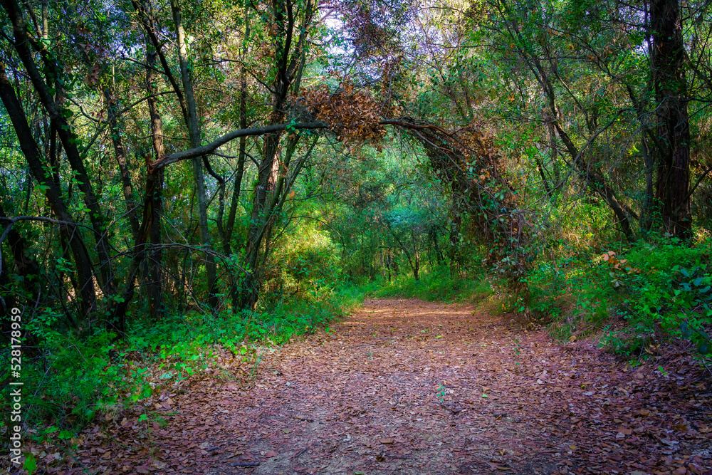 Naklejka premium Path in the enchanted forest between green plants and trees formed arches on the way.