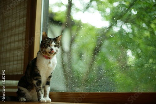 A tabby cat spending in the room at rainy morning