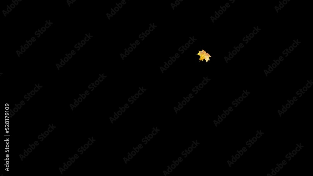 Falling real single maple leaves in autumn. Natural colorful isolated fall foliage. 4k overlay. Slow motion animation. Black background. 29,97 fps Falling real single maple leaves in autumn. Natural colorful isolated fall foliage. 4k overlay. Slow motion animation. Black background. 29,97 fps