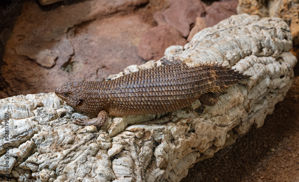 Foto de Gidgee Skink (Egernia stokesii), very rare, threatened species ...