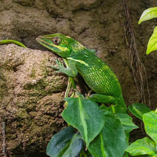 The knight anole (Anolis equestris) is the largest species of anole also called Cuban knight anole or Cuban giant anole photo