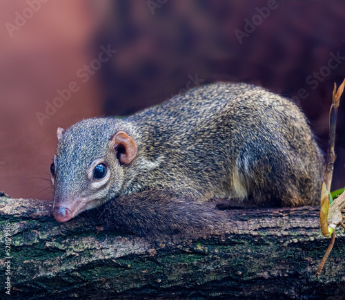 Northern Treeshrew (Tupaia belangeri)  in the forest on a branch photo