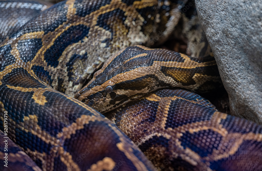 Close up of a burmese python on ground. It is native to a large area of Southeast Asia. Close up of a burmese python on ground. It is native to a large area of Southeast Asia.