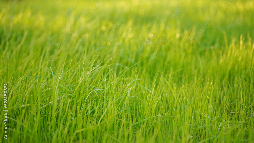 a light green young grass lawn is illuminated by the sun