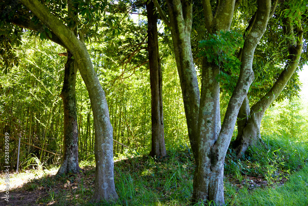 青空のゴルフ場・コース場外のOB、アウトオブバウンズの林の木々と木漏れ日（千葉県木更津市）