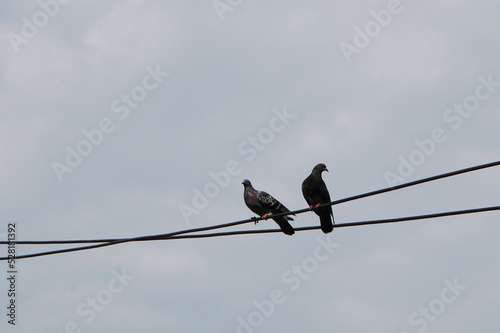Two feral pigeons sitting perched on electrical cable in the city against cloudy sky © adinamnt