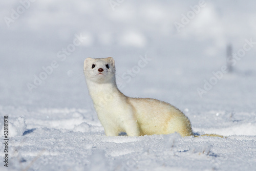 Hermelin (Mustela erminea) im Winterfell photo
