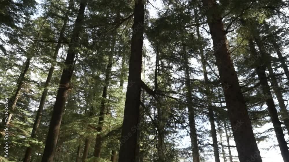 Deodar tree, Deodar cedar or Himalayan cedar in India. Deodar tree, Deodar cedar or Himalayan cedar in India.